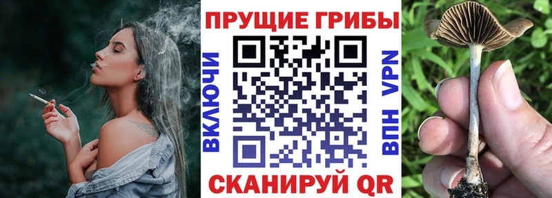 Псилоцибиновые грибы Cubensis Белоярский